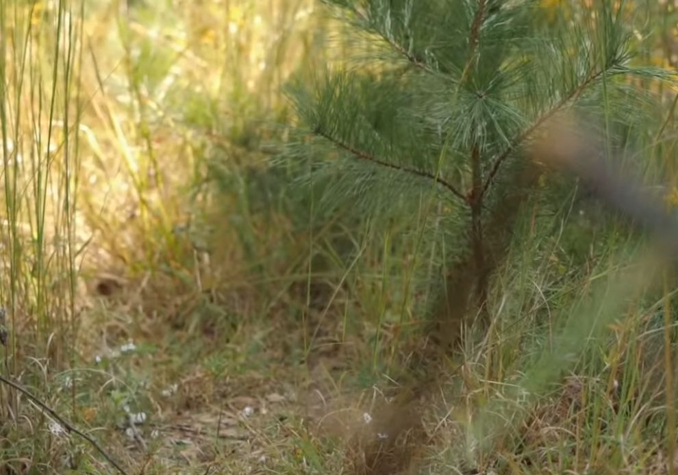 Πτώμα εντοπίστηκε μετά από ανθρωποκυνηγητό στο Κεντάκι για επίθεση με όπλο κατά αυτοκινήτων