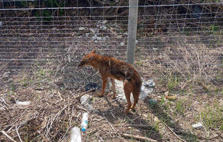 Τσακάλι εμφανίζεται σε κατοικημένη περιοχή κοντά στη Λάρισα