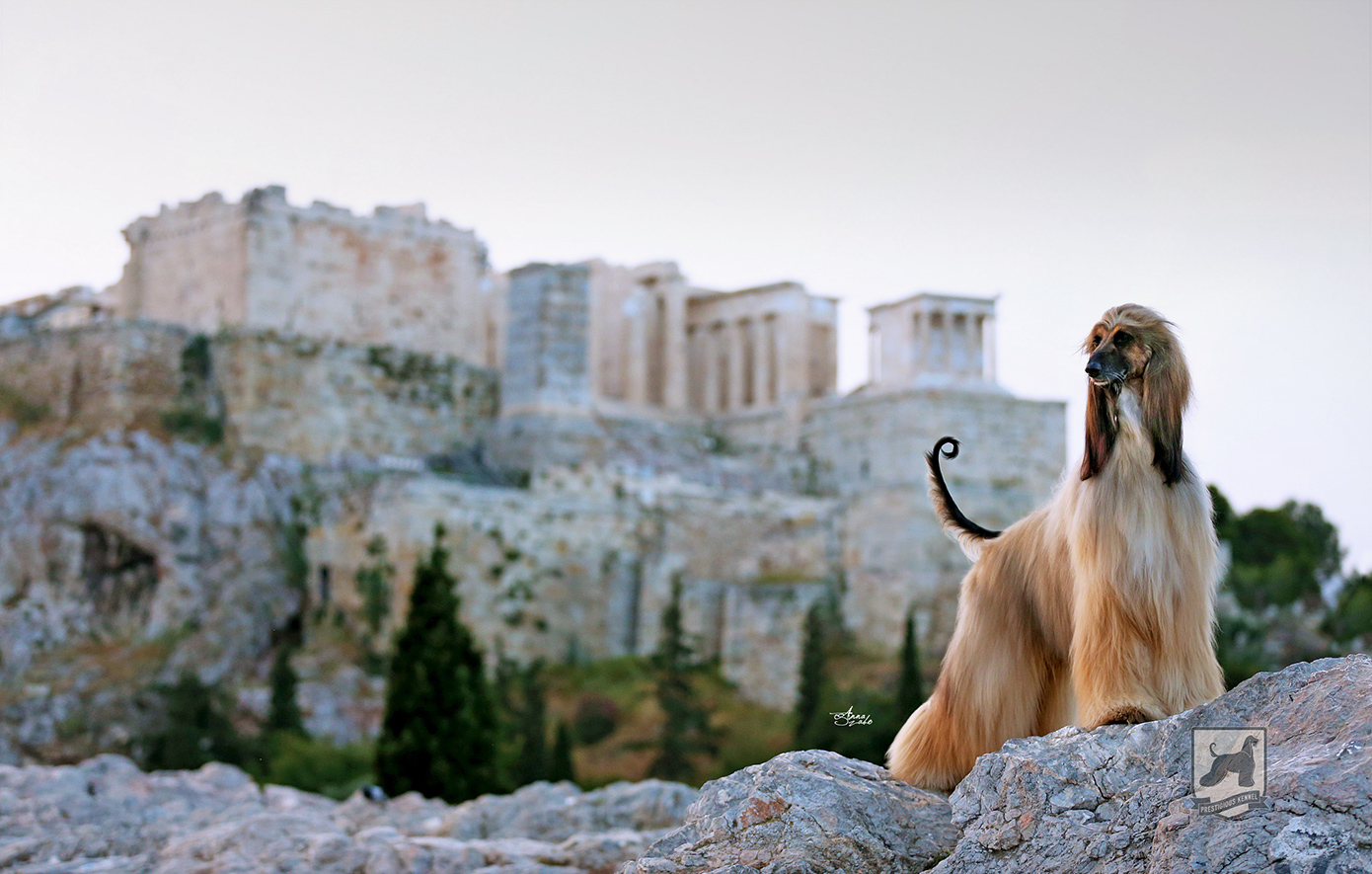 Αφγανικός Λαγωνικός ένας Βασιλιάς στον Κόσμο των Σκύλων